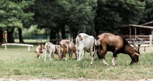 To Protect Livestock, Watch for Signs of Anthrax