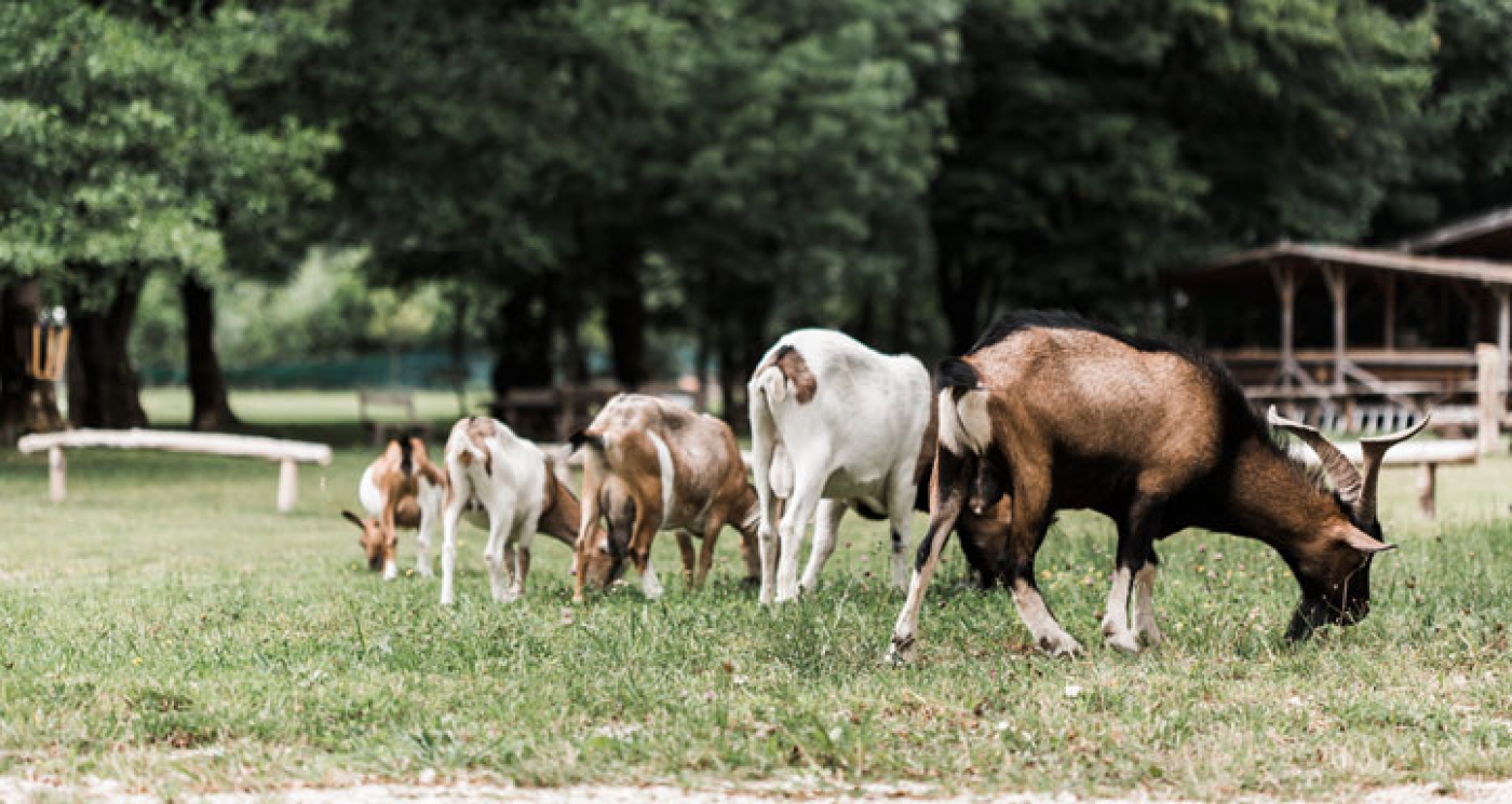 To Protect Livestock, Watch for Signs of Anthrax